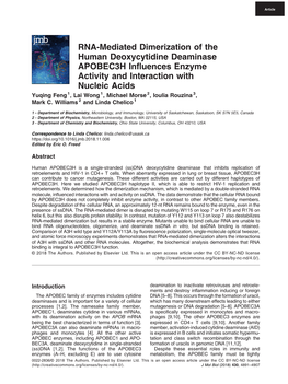 RNA-Mediated Dimerization of the Human Deoxycytidine Deaminase