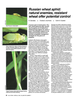 Russian Wheat Aphid: Natural Enemies, Resistant Wheat Offer Potential Control Rz D
