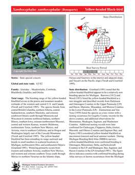 Xanthocephalus Xanthocephalus (Bonaparte) Yellow-Headedyellow-Headed Black-Bird Blackbird, Page 1