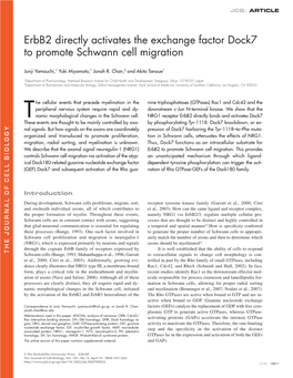 Erbb2 Directly Activates the Exchange Factor Dock7 to Promote Schwann