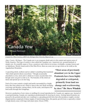 Canada Yew to Upper Peninsula’S Ecology