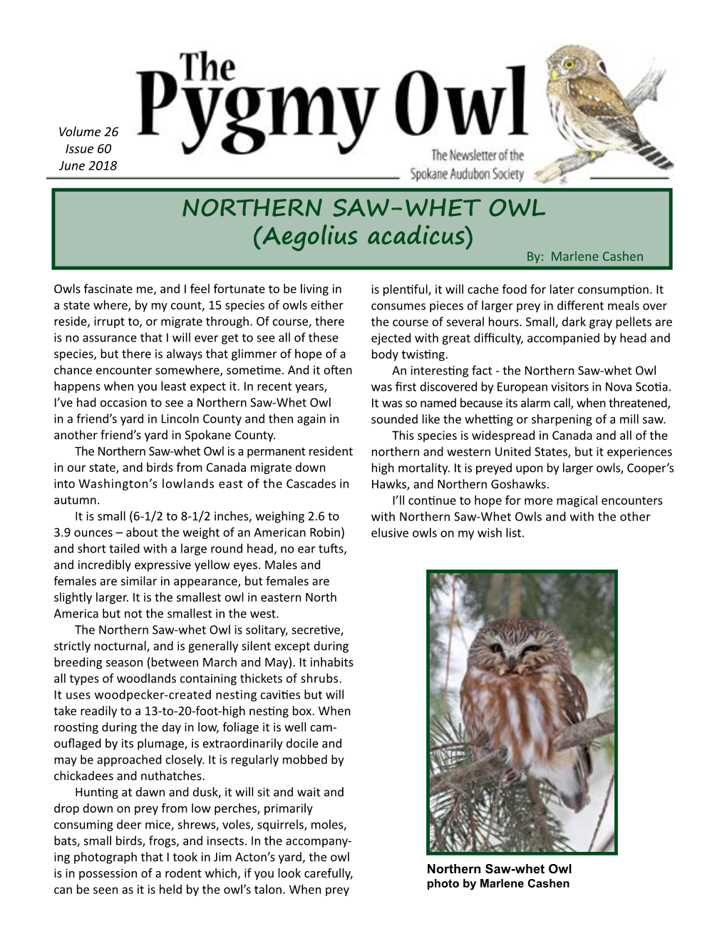 NORTHERN SAW-WHET OWL (Aegolius Acadicus) By: Marlene Cashen