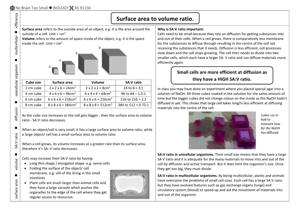 Surface Area to Volume Ratio