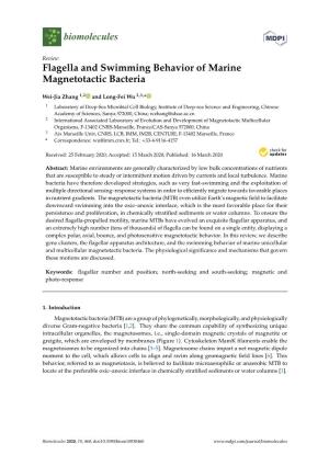 Flagella and Swimming Behavior of Marine Magnetotactic Bacteria