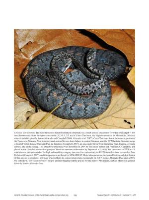 Crotalus Tancitarensis. the Tancítaro Cross-Banded Mountain Rattlesnake
