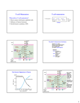 T Cell Maturation