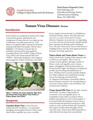 Tomato Virus Diseases: Various Introduction Lettuce, Pepper) and Ornamentals (E.G