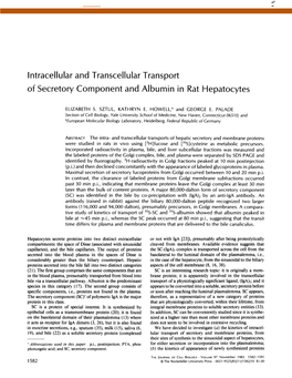 Intracellular and Transcellular Transport of Secretory Component and Albumin in Rat Hepatocytes