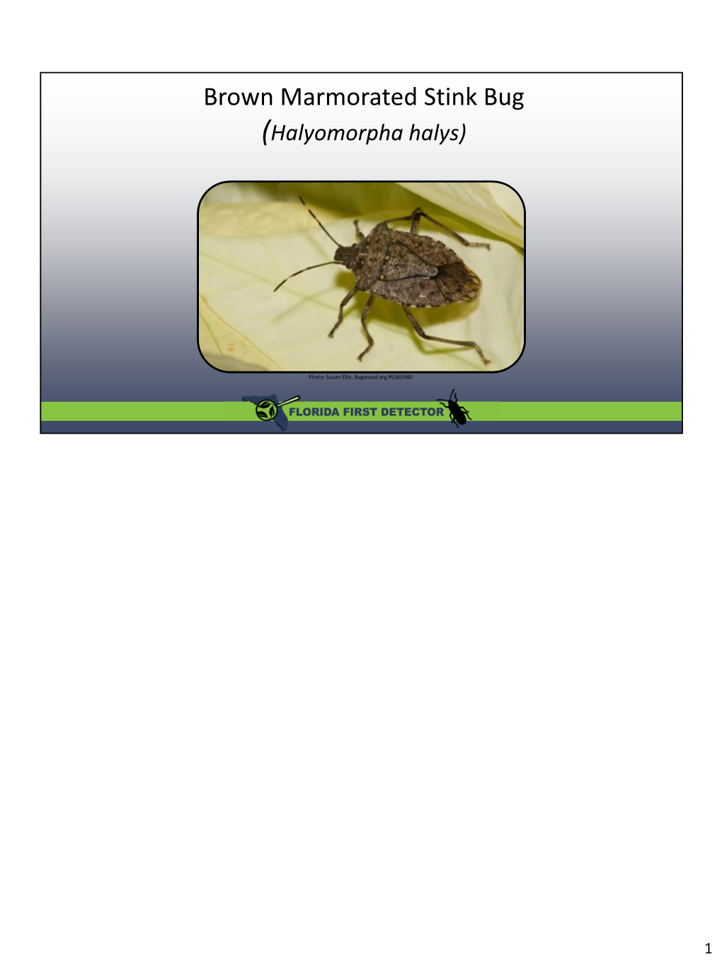 Brown Marmorated Stink Bug (Halyomorpha Halys)
