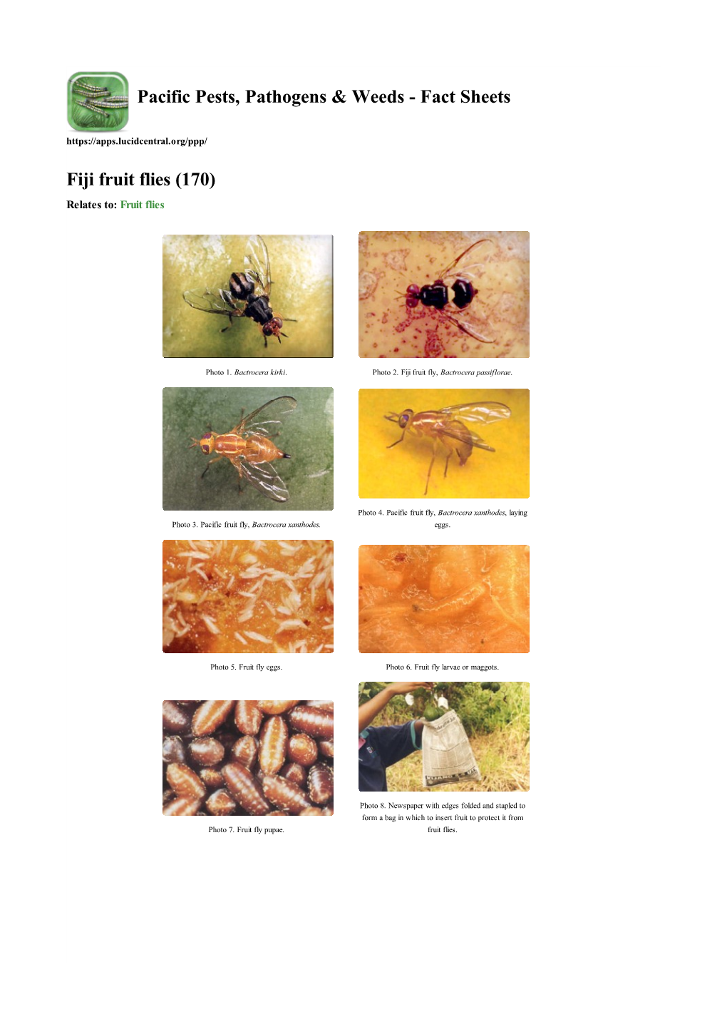 Fiji Fruit Flies (170) Relates To: Fruit Flies