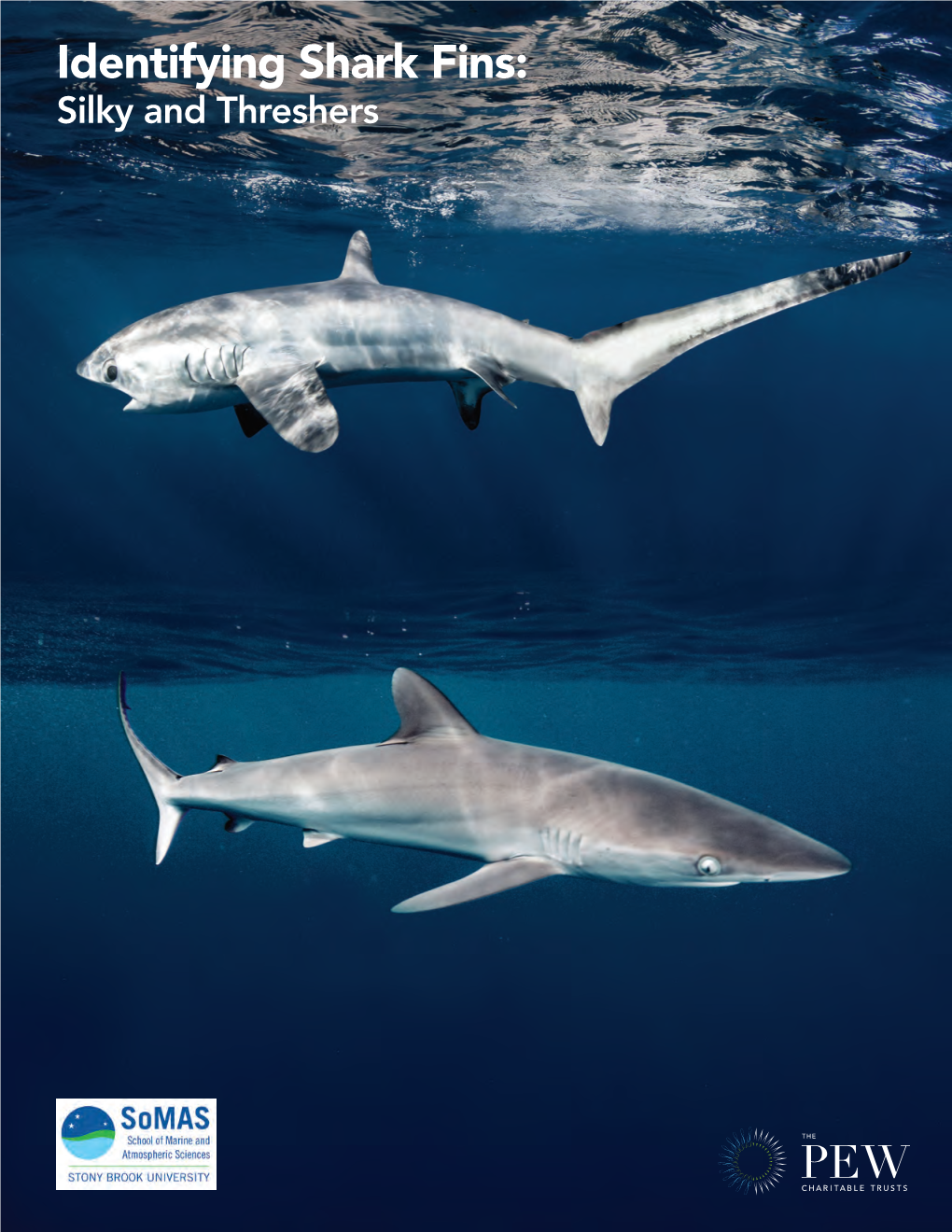 Identifying Shark Fins: Silky and Threshers Fin Landmarks Used in This Guide