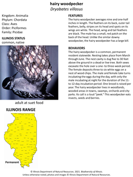 Hairy Woodpecker Dryobates Villosus Kingdom: Animalia FEATURES Phylum: Chordata the Hairy Woodpecker Averages Nine and One-Half Class: Aves Inches in Length