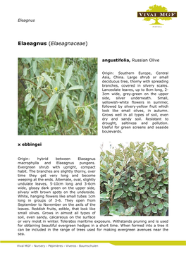 Elaeagnus (Elaeagnaceae)