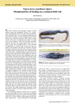 Vipera Berus (Northern Viper): Morphometrics of Feeding on a Common Field Vole