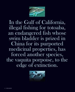 In the Gulf of California, Illegal Fishing for Totoaba, An