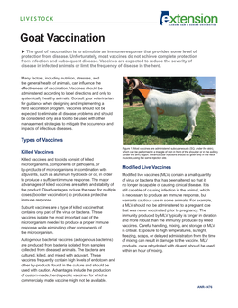 Goat Vaccination