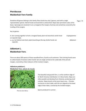 Pteridaceae Maidenhair Fern Family Adiantum L. Maidenhair Fern