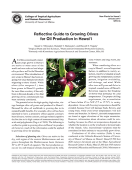 Reflective Guide to Growing Olives for Oil Production in Hawai'i