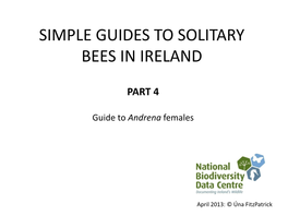 Simple Guides to Solitary Bees in Ireland