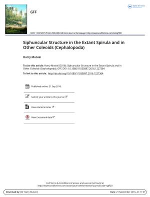 Siphuncular Structure in the Extant Spirula and in Other Coleoids (Cephalopoda)