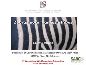 Zebra: More Than Just Stripes