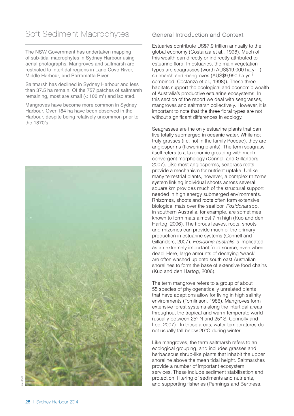 Soft Sediment Macrophytes General Introduction and Context