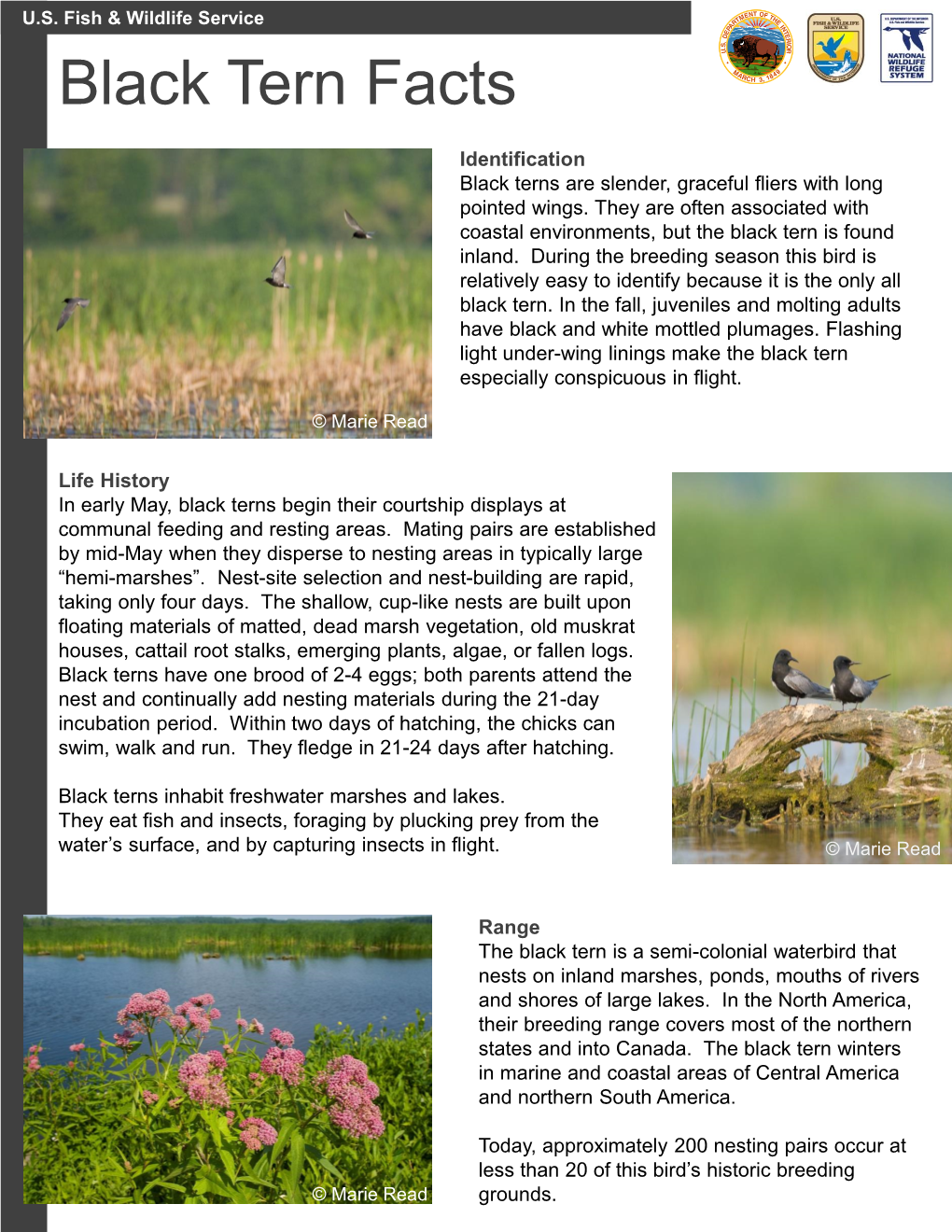 Black Tern Factsheet