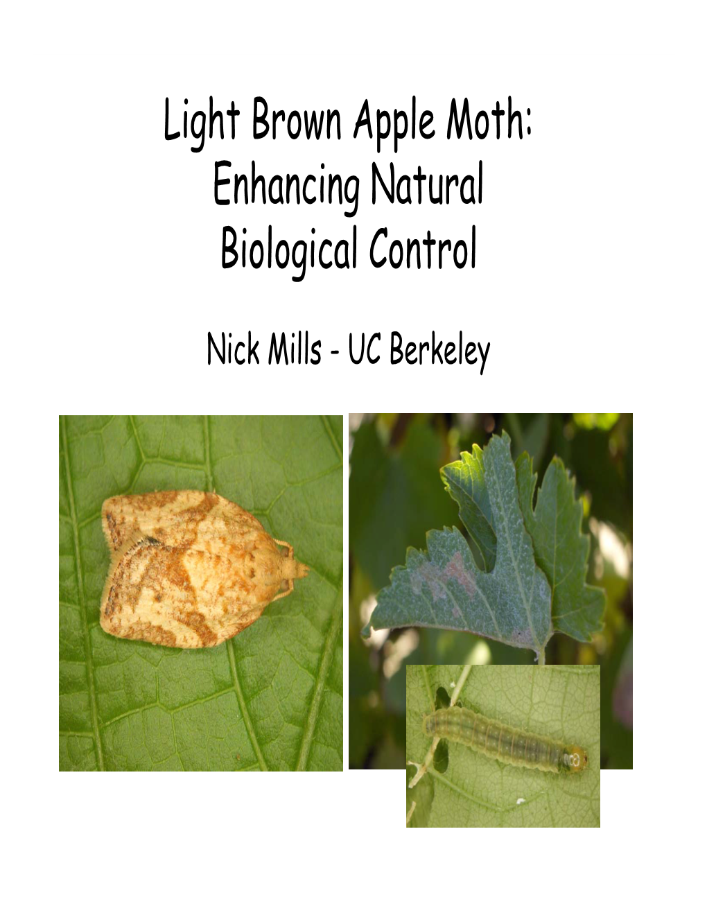 Light Brown Apple Moth: Enhancing Natural Biological Control