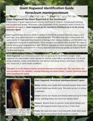 Giant Hogweed Identification Guide Heracleum Mantegazzianum