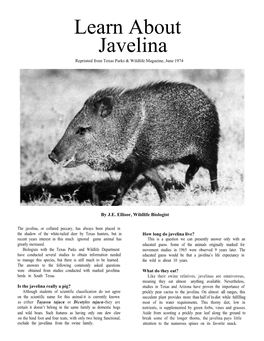 Learn About Javelina Reprinted from Texas Parks & Wildlife Magazine, June 1974