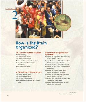 How Is the Brain Organized?