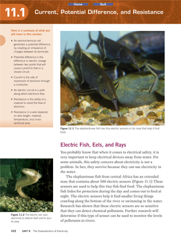 Electric Fish, Eels, and Rays Current, Potential Difference, and Resistance