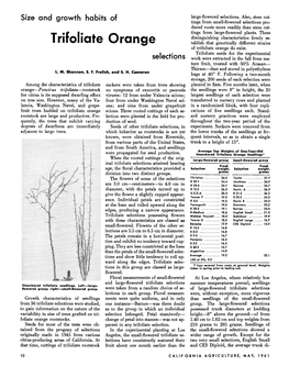 Size and Growth Habits of Trifoliate Orange Selections