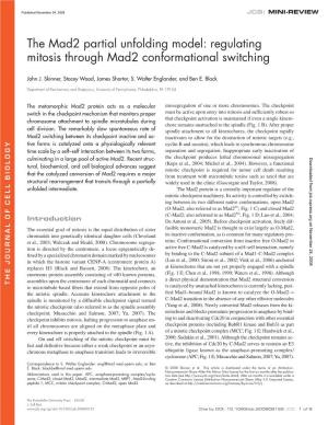 Regulating Mitosis Through Mad2 Conformational Switching