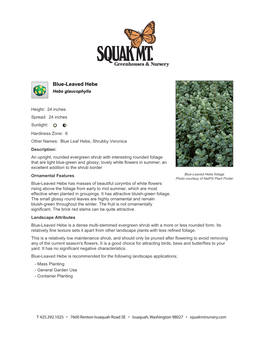 Squak Mountain Nursery Blue-Leaved Hebe