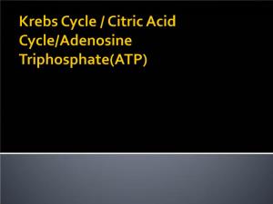 Krebs Cycle / Citric Acid Cycle/Adenosine Triphosphate(ATP)