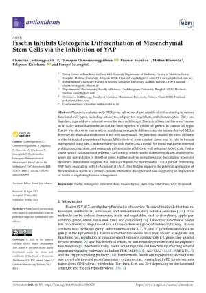 Fisetin Inhibits Osteogenic Differentiation of Mesenchymal Stem Cells Via the Inhibition of YAP