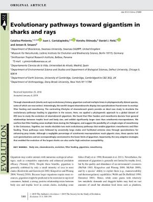 Evolutionary Pathways Toward Gigantism in Sharks and Rays