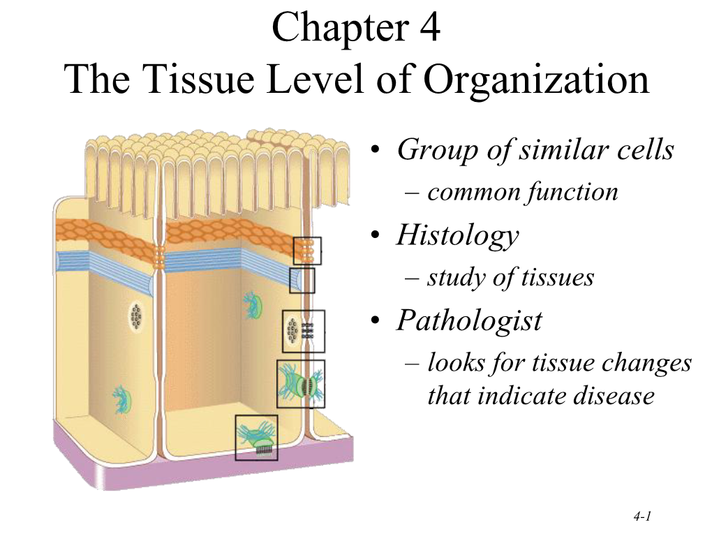 Connective Tissue – Material Found Between Cells – Supports and Binds Structures Together – Stores Energy As Fat – Provides Immunity to Disease