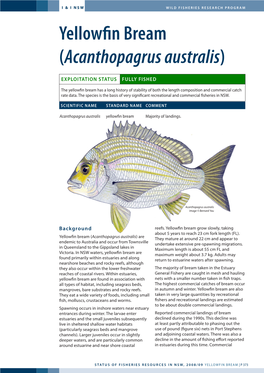 Yellowfin Bream (Acanthopagrus Australis)
