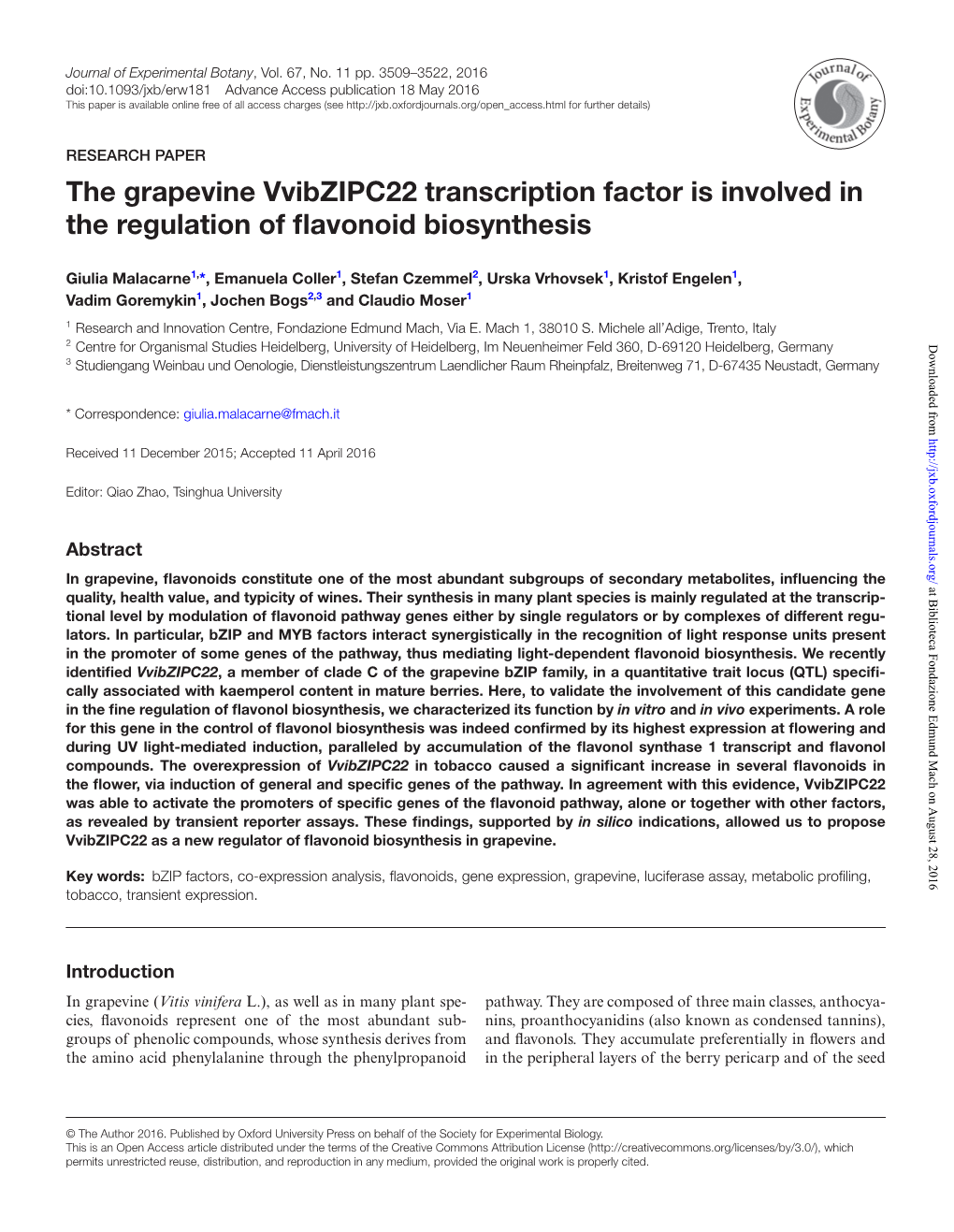 The Grapevine Vvibzipc22 Transcription Factor Is Involved in the Regulation of Flavonoid Biosynthesis