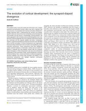 The Evolution of Cortical Development: the Synapsid-Diapsid Divergence Andre M