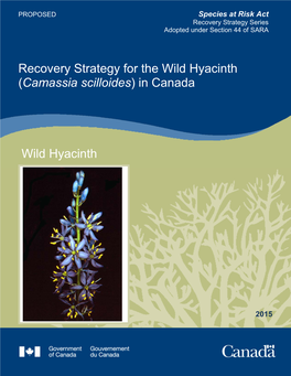 Wild Hyacinth (Camassia Scilloides) in Canada