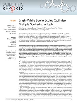 Bright-White Beetle Scales Optimise Multiple Scattering of Light