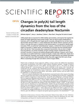 Changes in Poly(A) Tail Length Dynamics from the Loss of the Circadian Deadenylase Nocturnin