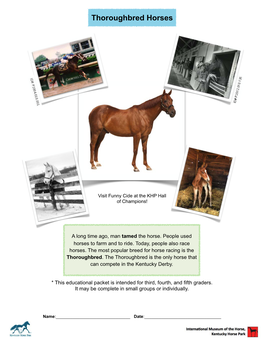 Thoroughbred Horses