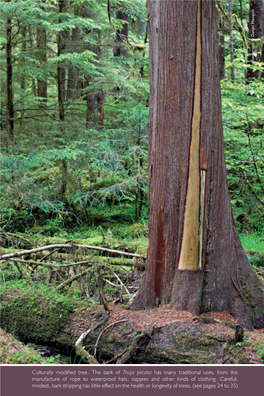 Thuja Plicata Has Many Traditional Uses, from the Manufacture of Rope to Waterproof Hats, Nappies and Other Kinds of Clothing