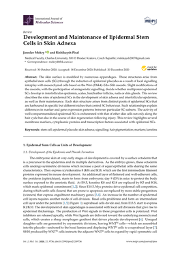 Development and Maintenance of Epidermal Stem Cells in Skin Adnexa