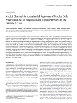 Nav 1.1 Channels in Axon Initial Segments of Bipolar Cells Augment