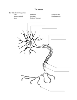 The Neuron Label the Following Terms: Soma Axon Terminal Axon Dendrite